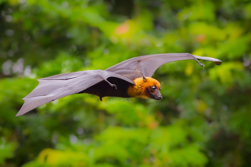 Bat in Flight