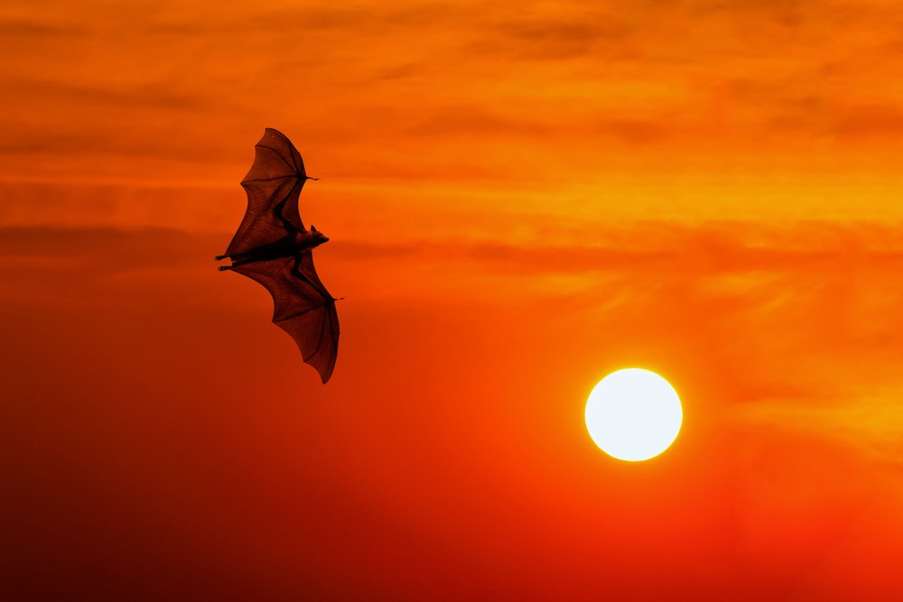 Bats flying at sunset bat