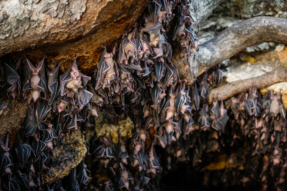 Fruits bats at Monfort bat cave(MilletStudio)s