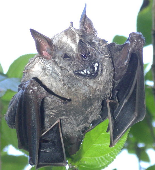Bats belonging to the genus Thyroptera, about 5 of them, have specialized suction cups under wrists and ankles to stick to smooth surfaces. They don't hang upside down.