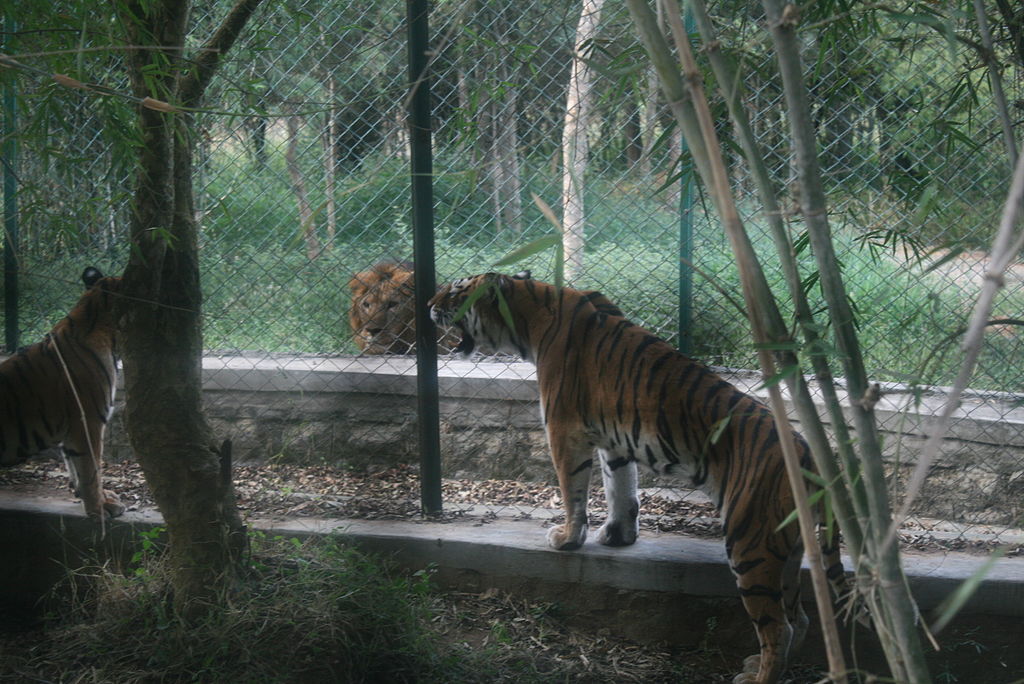 Asiatic lion and Bengal tiger in Bannerghatta National Park, India