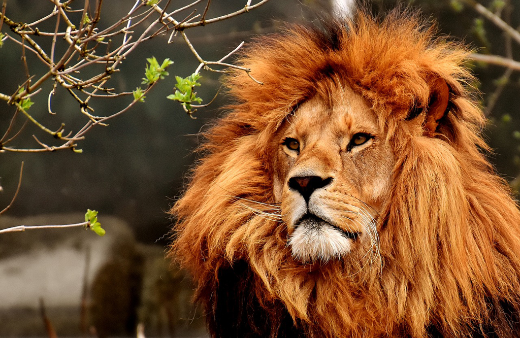 Lion with a beautiful thick mane