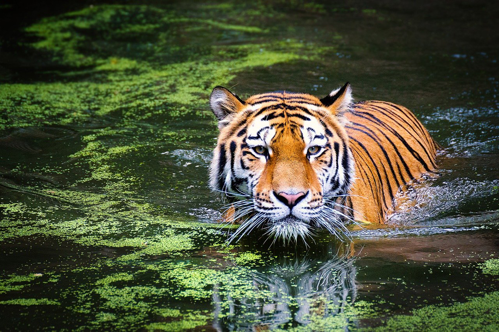 Tigers are excellent swimmers