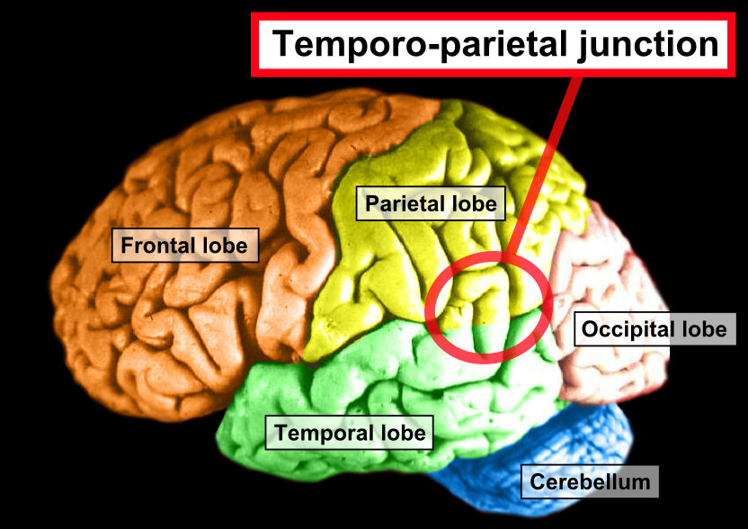 Brain_-_Lobes_-_Temporoparietal_junction