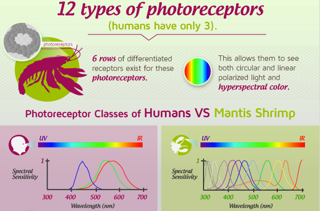 Mantis+shrimp+photoreceptors