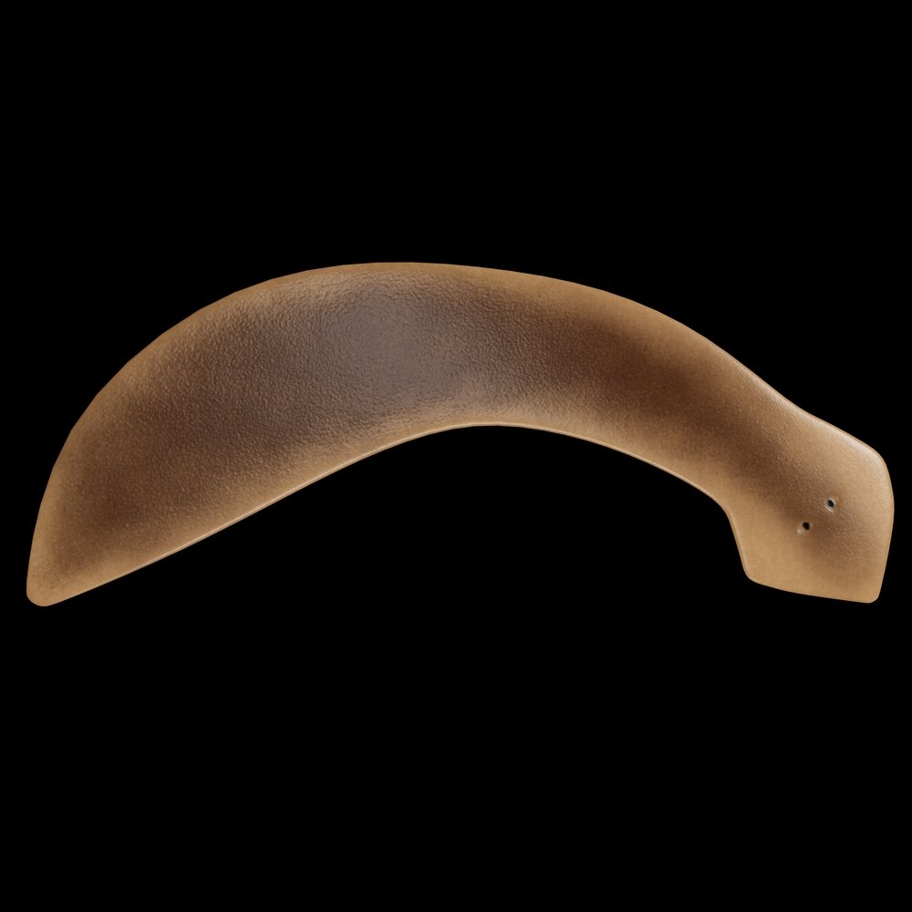 Planaria Flatworm