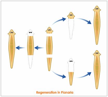 planaria-regeneration