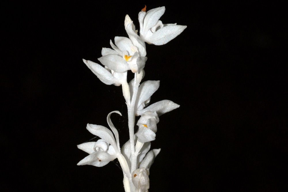 plant-Orchid-Phantom-bloom-big