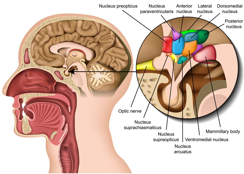 Brain nucleus anatomy in the hypothalamus area medical(medicalstocks)S