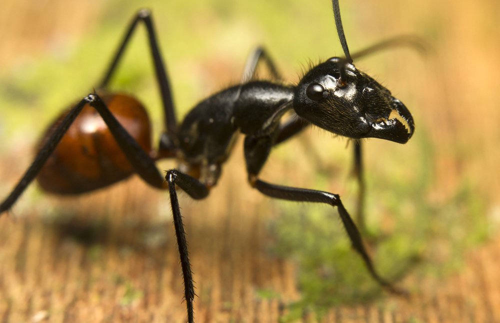 Malaysian Ant