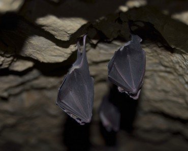 bats in cave
