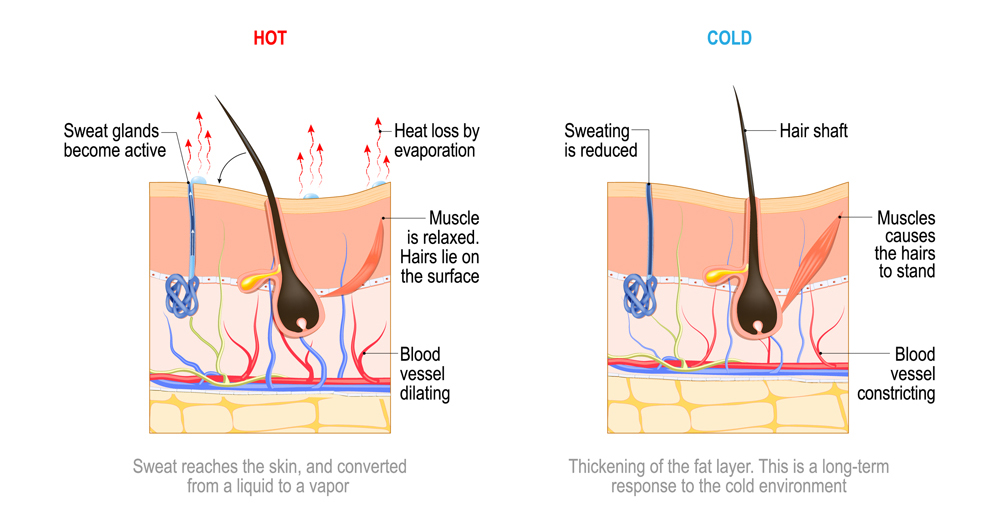 skin thermoregulation(Designua)S