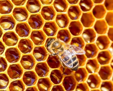 Bees Hexagon