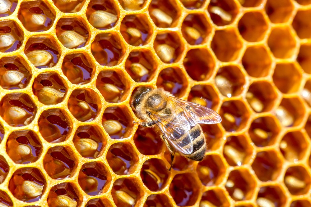 Bees Hexagon