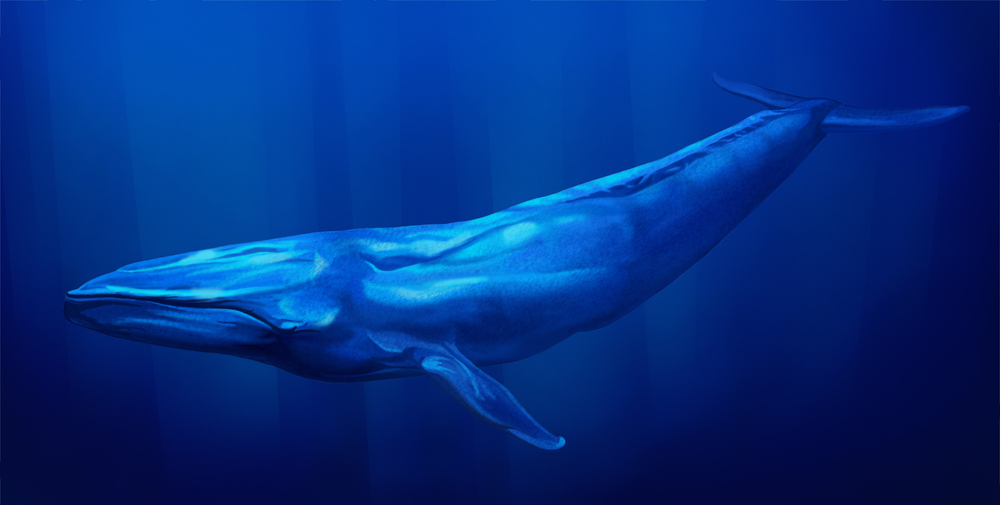 Blue Whale under water with sun light streaming down from the surface above( Atomic Roderick)s