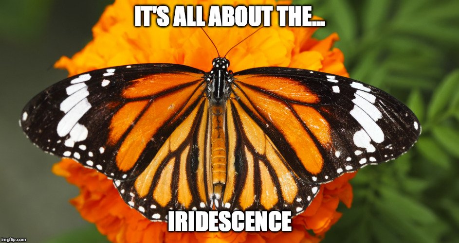 Butterfly iridescence meme