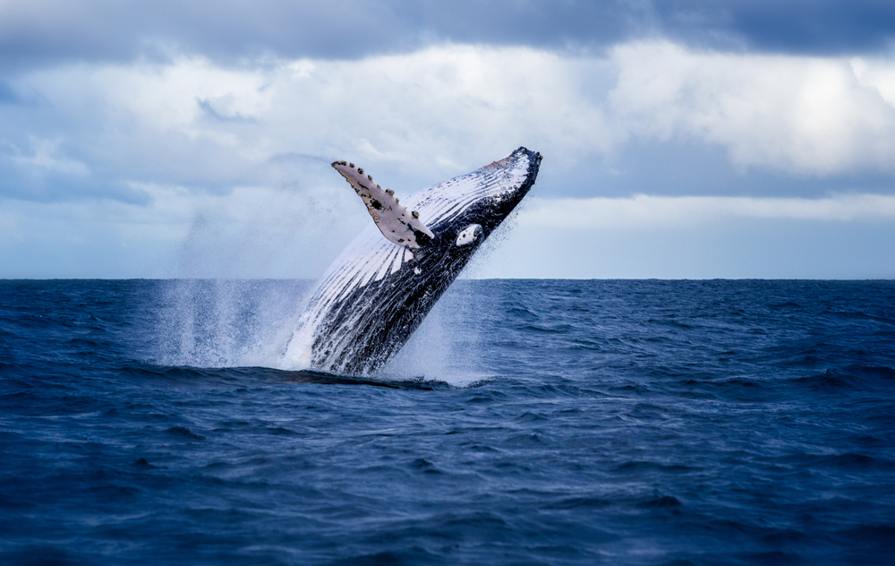 Humpback whale jumping out of the water in Australia(Nico Faramaz)s