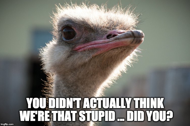 Ostrich Head Meme