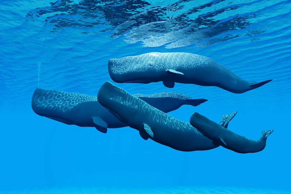 Sperm Whale Family - A Sperm Whale family swim together and share a close bond between them.