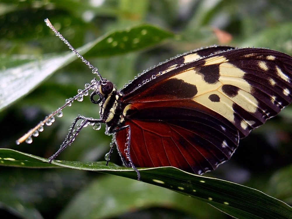 Credit: Naturespixel A butterfly standing on a leaf. 