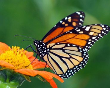 How Do Butterflies Taste And Eat Their Food?