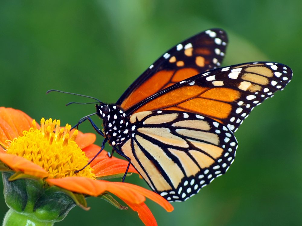 How Do Butterflies Taste And Eat Their Food?