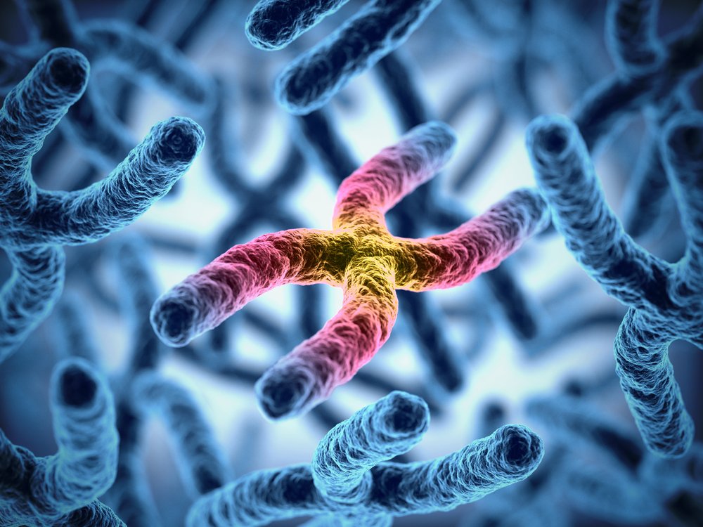 Chromosomes (Credit: koya979 /Shutterstock)