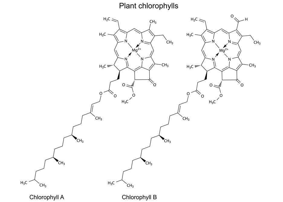 Structural chemical formulas of plant pigments chlorophylls, 2d illustration, vector, isolated on white background