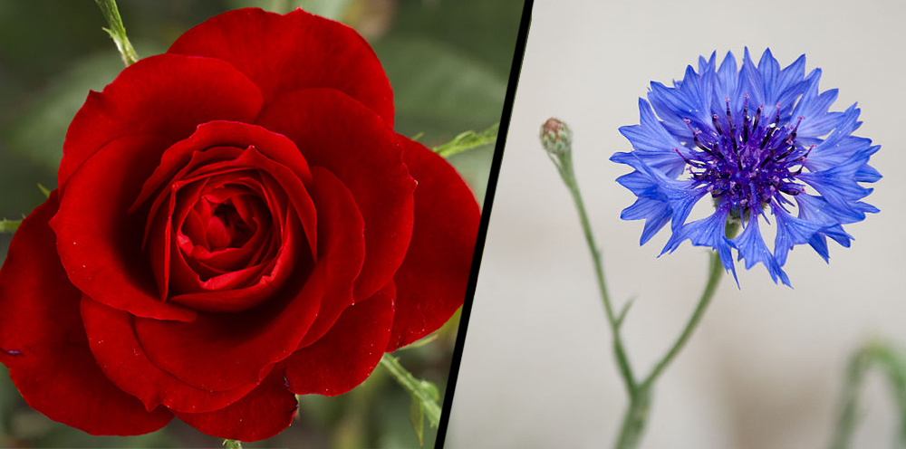 rose and Cornflower Blue