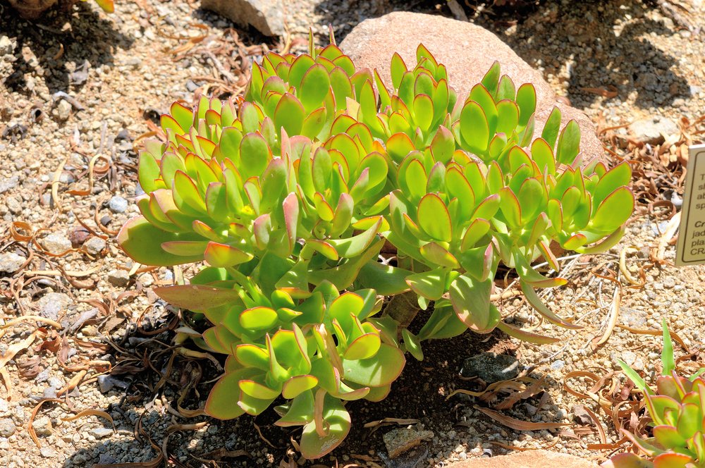 Thick, succulent leaves of the Jade plant which have lesser concentration of chlorophyll . Hence the light green shade. Credit: Grobbler du Preez/shutterstock