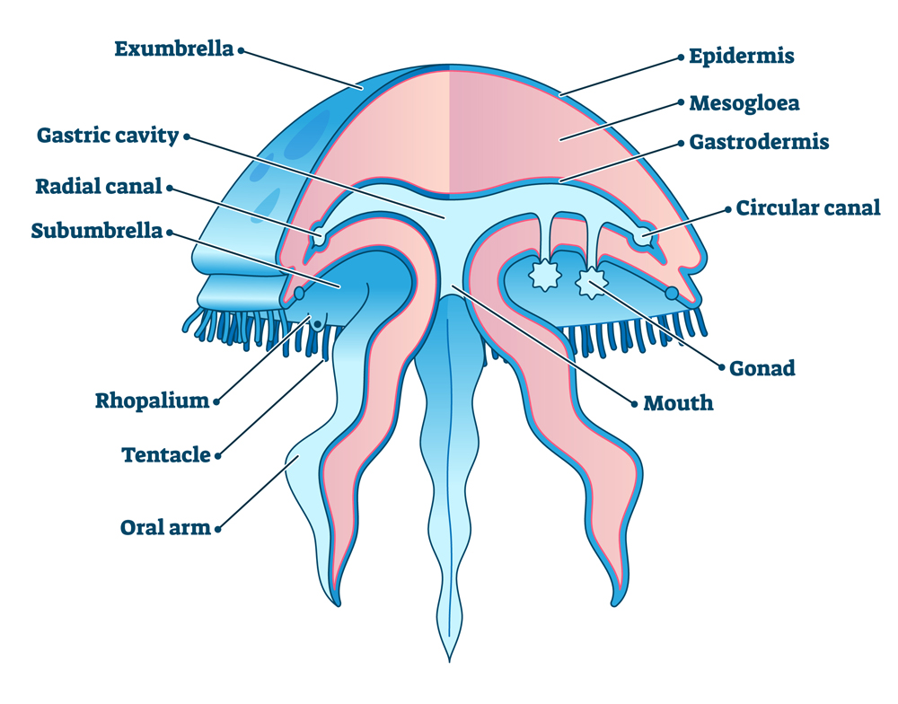 Jellyfish educational diagram vector illustration, marine underwater life exploration(VectorMine)s