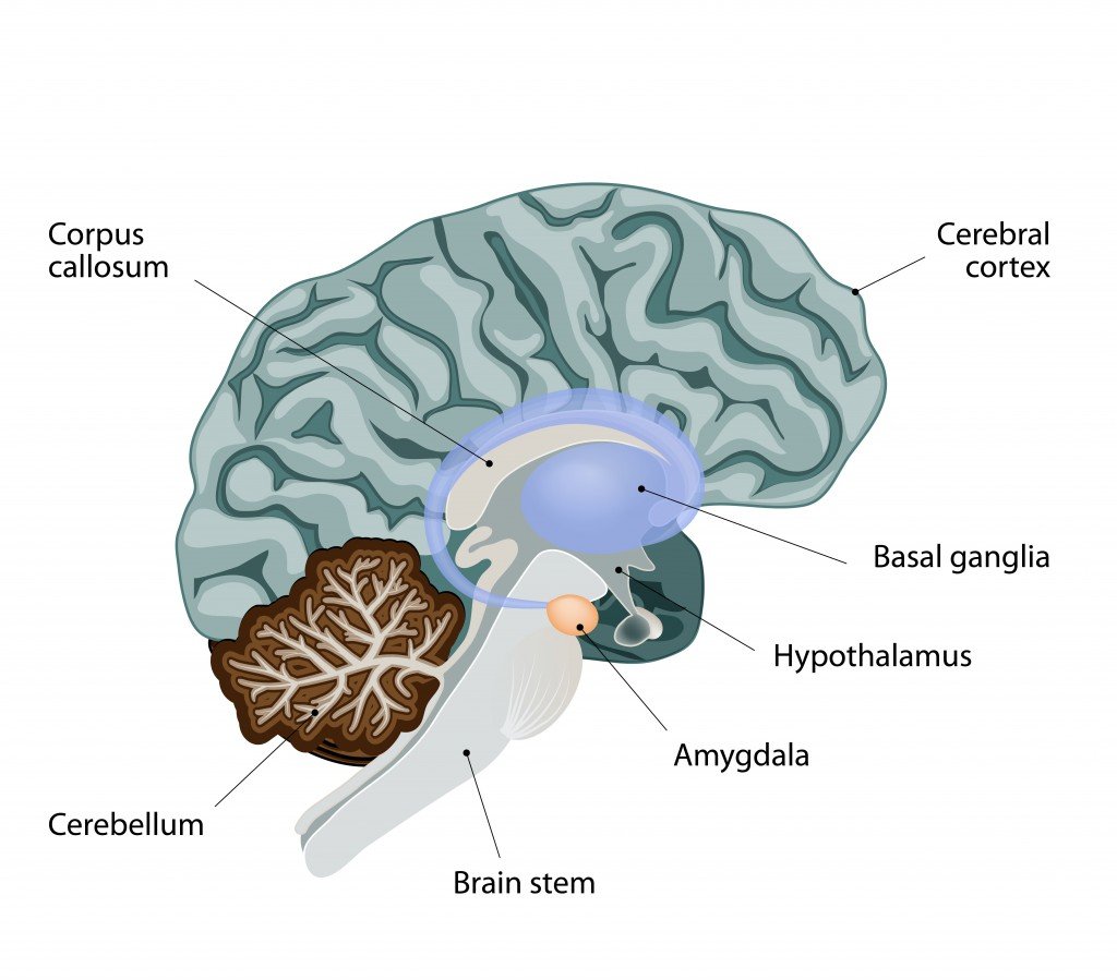 amygdala in the human brain