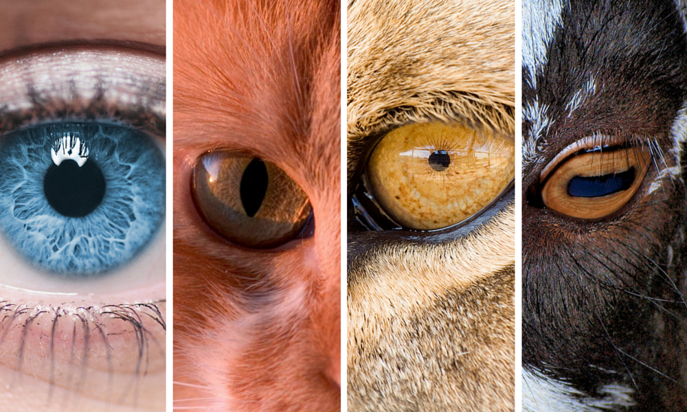 Is There an Evolutionary Advantage to Different Shapes of Eye Pupils?