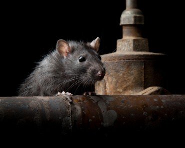 Why Are Rats The Most Preferred Animals For Experiments?