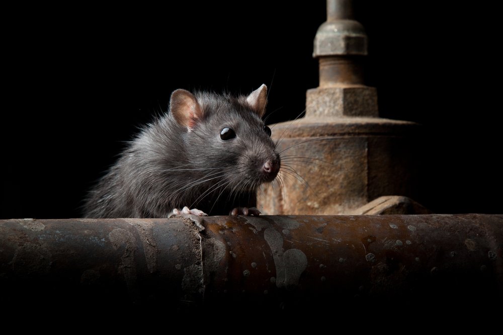 Why Are Rats The Most Preferred Animals For Experiments?