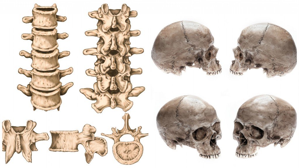 Vertebrae Skull bones