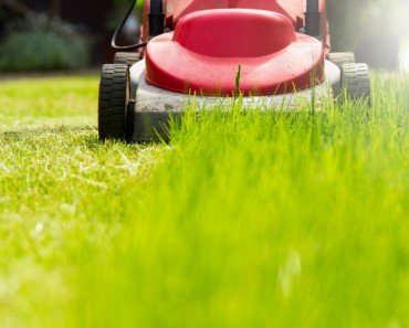 What Causes That "Fresh-Cut Grass" Smell?