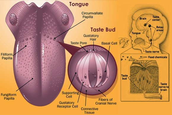 taste bud anatomy