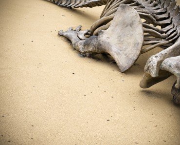 fossilized bones