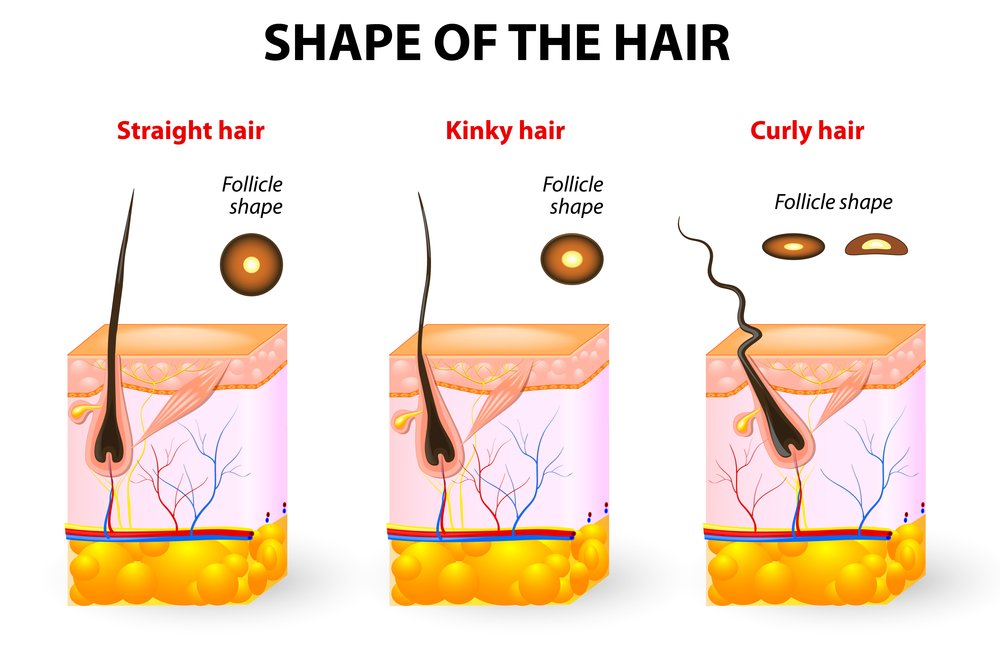 shape of the hair
