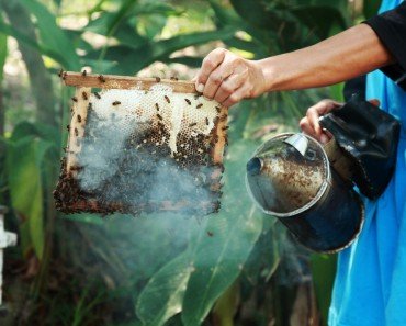 How Does Smoke Affect Honey Bees?