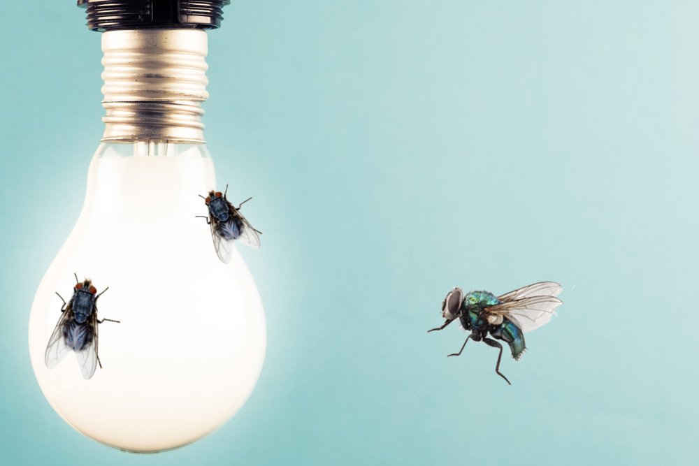Why Are Bugs Attracted To Light?