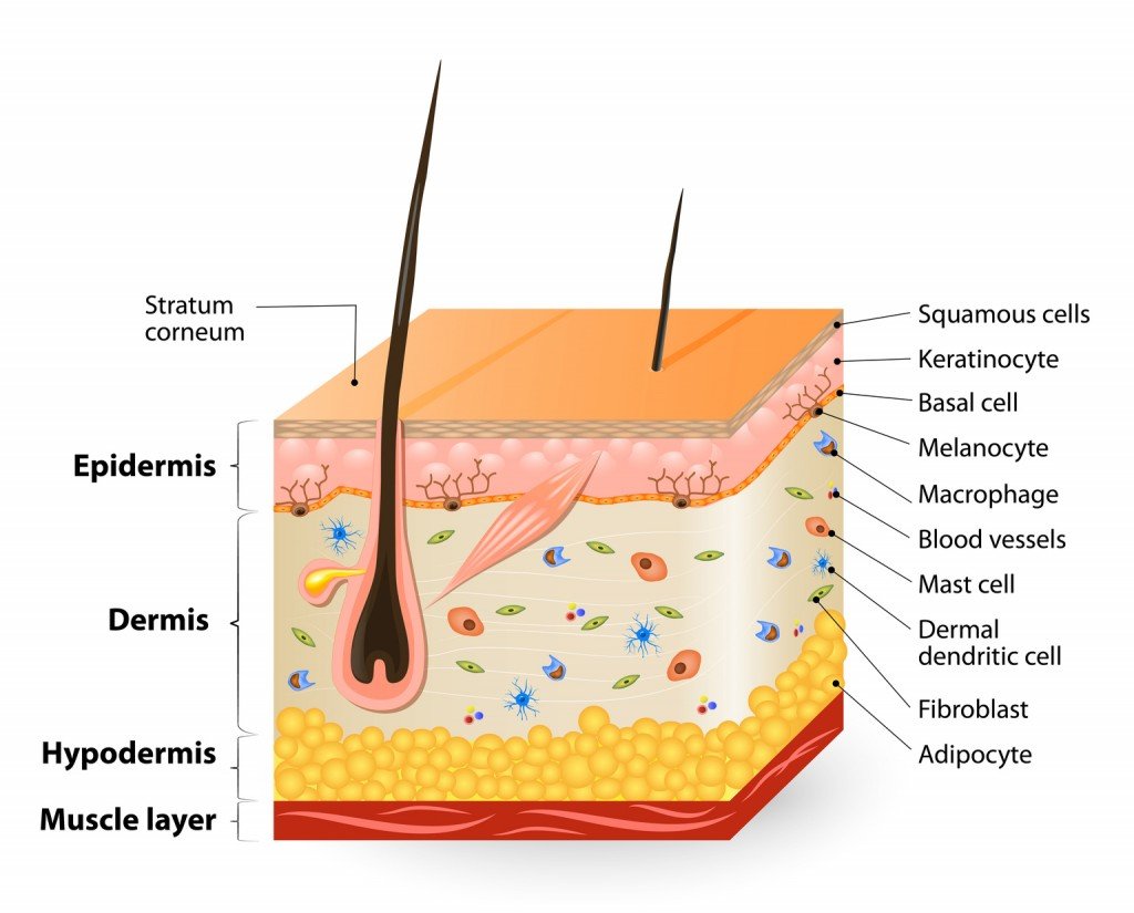 different cell types populating the skin