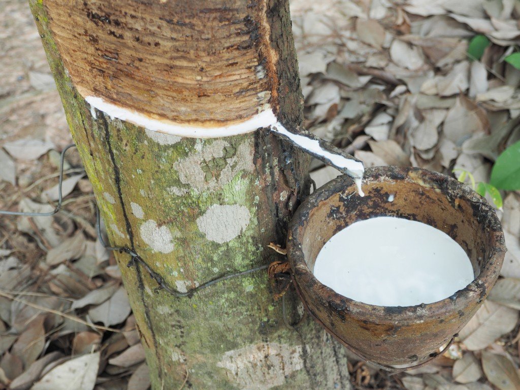 Milky latex extracted from a natural rubber tree, Hevea Brasiliensis. (Photo Credit: kokotewan)