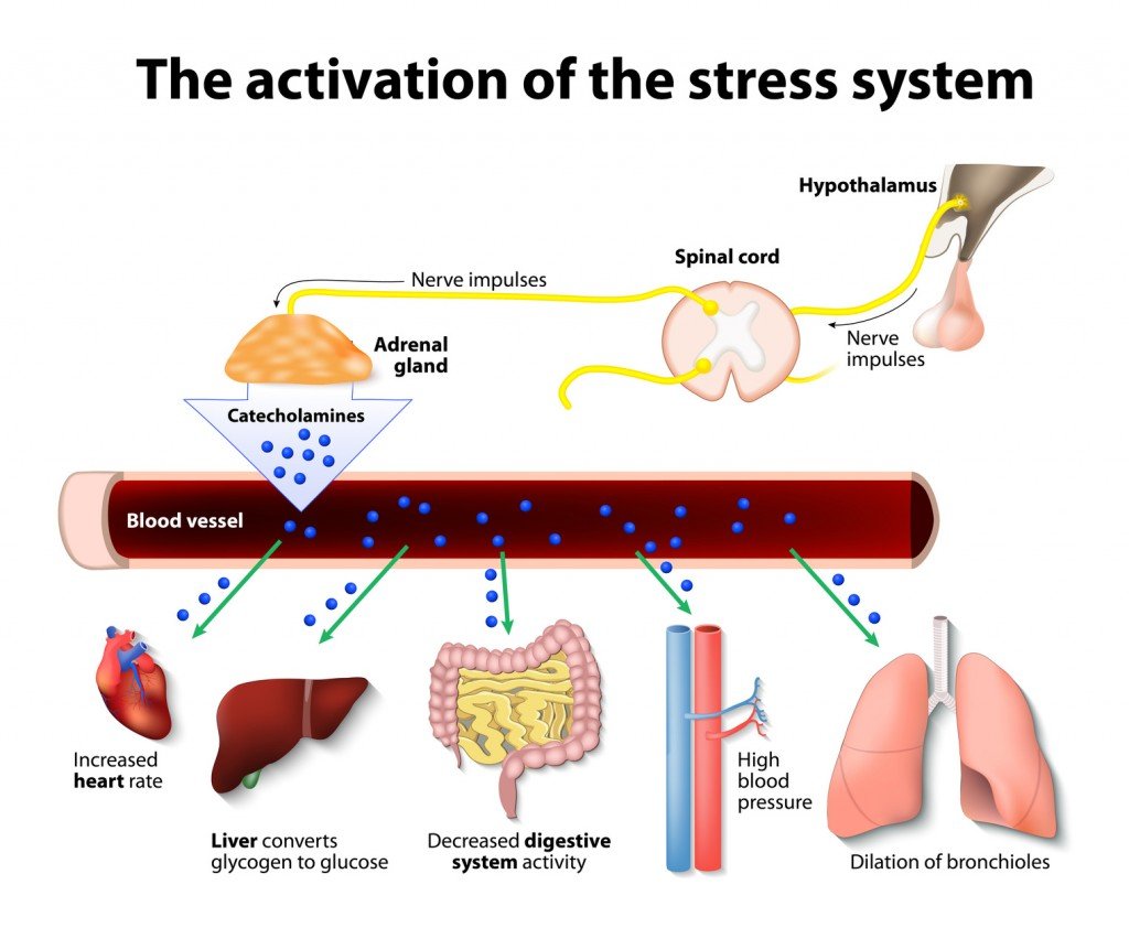 Basic Stress Hormone Release Diagram (Photo Credit: designua / Fotolia)