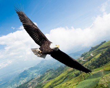Eagle navigating fly