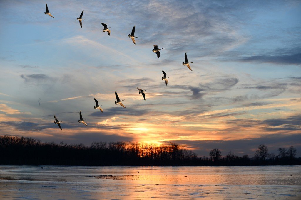 Canadian Geese Migrating (Photo Credit: Gino Santa Maria / Fotolia)