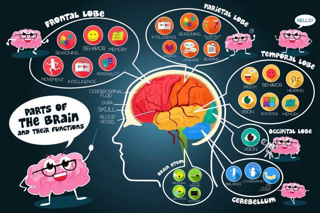 The Functions of the Brain (Photo Credit: artisticco / Fotolia)
