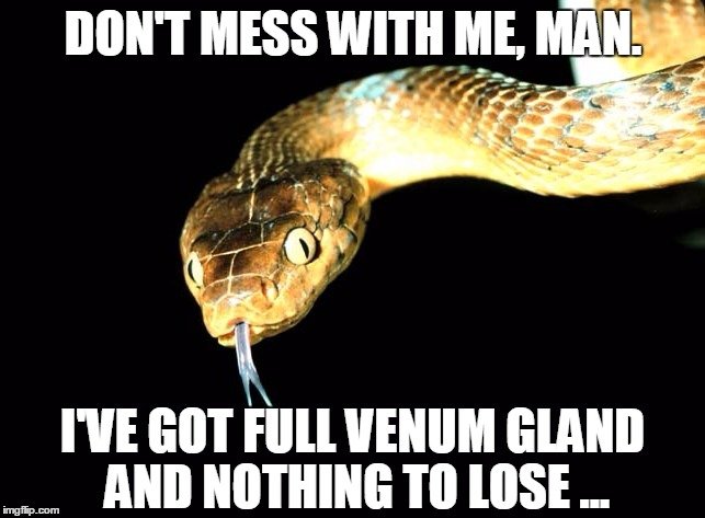 Snake Meme