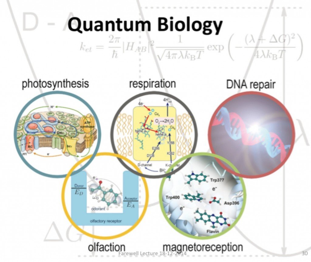 Quantum Biology (Photo Credit: beyondthirtynine.com)